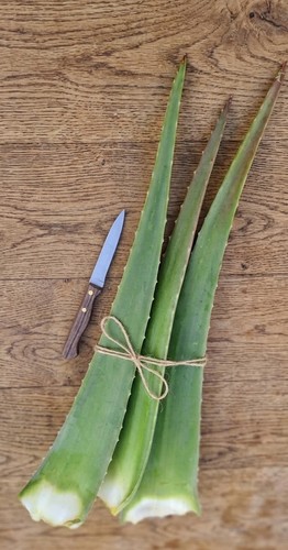 Foglie fresche aloe vera - aloe,